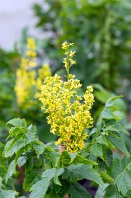 Koelreuteria paniculata 'Fastigiata' hoogstam 4/6 (spil)