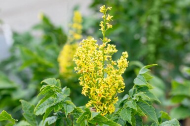 Koelreuteria paniculata 'Fastigiata' hoogstam 4/6 (spil)