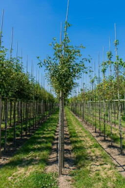 Laburnum anagyroides hoogstam 18/20