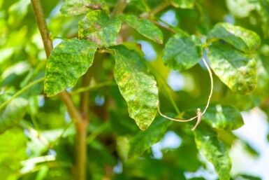 Laburnum anagyroides hoogstam 18/20