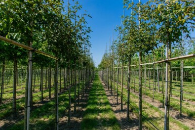 Laburnum anagyroides hoogstam 18/20
