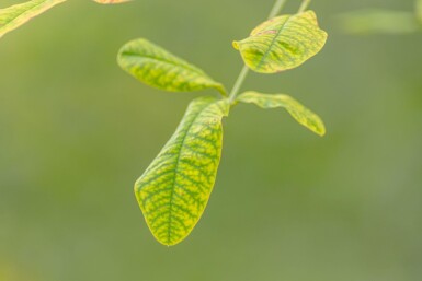 Laburnum anagyroides hoogstam 18/20