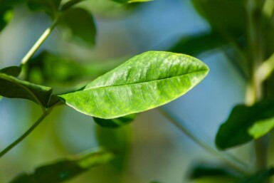 Laburnum anagyroides hoogstam 18/20
