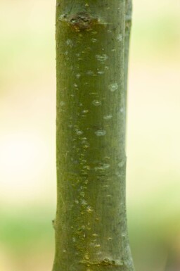 Laburnum anagyroides hoogstam 18/20