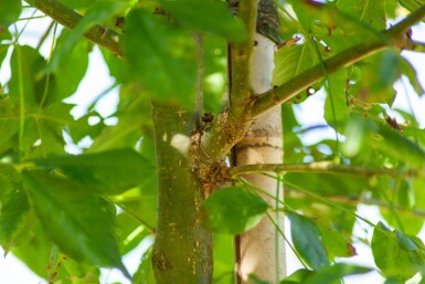 Laburnum anagyroides hoogstam 18/20