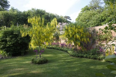 Laburnum anagyroides hoogstam 18/20