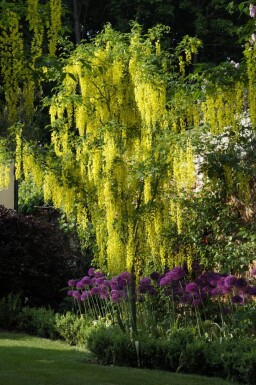 Laburnum anagyroides hoogstam 18/20