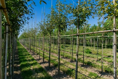 Laburnum anagyroides hoogstam 18/20