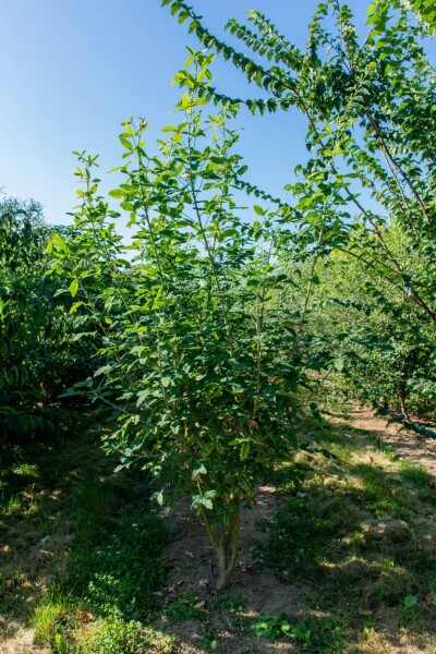 Laburnum anagyroides meerstammig 200-250