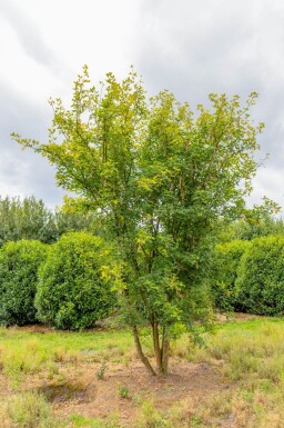 Laburnum anagyroides meerstammig