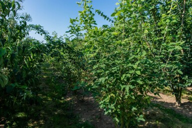 Laburnum anagyroides meerstammig 200-250