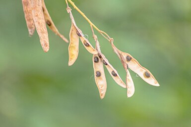 Laburnum anagyroides meerstammig 200-250
