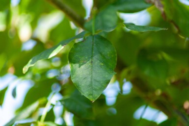 Laburnum anagyroides meerstammig 200-250