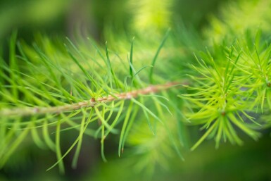 Larix decidua hoogstam