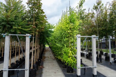 Larix decidua hoogstam