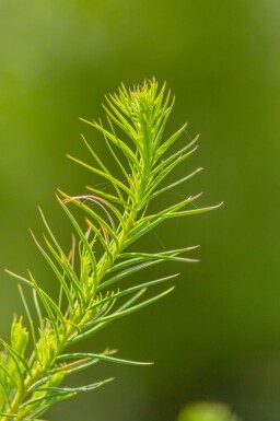 Larix decidua hoogstam