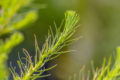 Larix decidua hoogstam