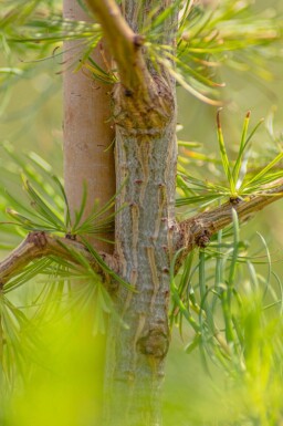 Larix decidua hoogstam