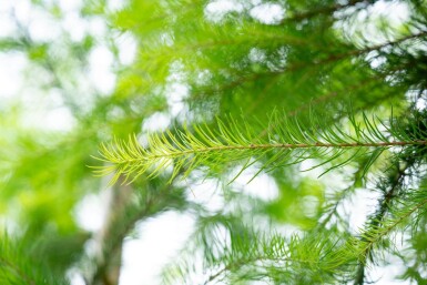 Larix decidua hoogstam