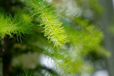 Larix decidua hoogstam