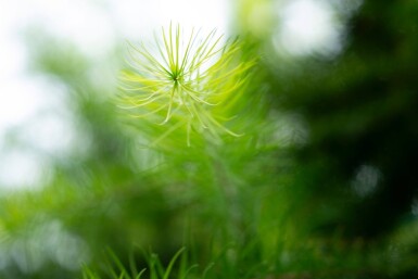 Larix decidua hoogstam
