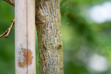 Larix decidua hoogstam