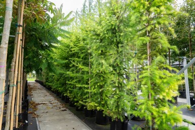 Larix decidua hoogstam
