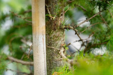 Larix decidua hoogstam