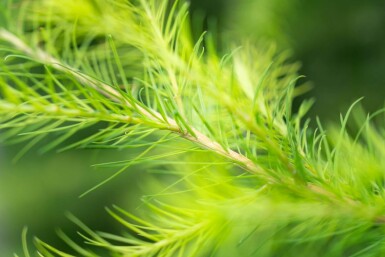 Larix decidua hoogstam