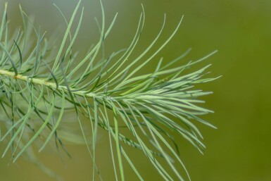 Larix kaempferi hoogstam