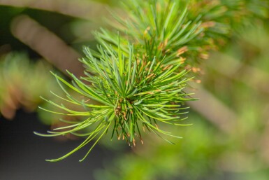 Larix kaempferi hoogstam 14/16