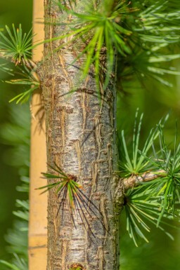 Larix kaempferi hoogstam 14/16