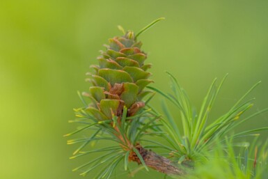 Larix kaempferi hoogstam 14/16