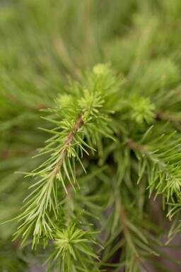 Larix kaempferi hoogstam 14/16