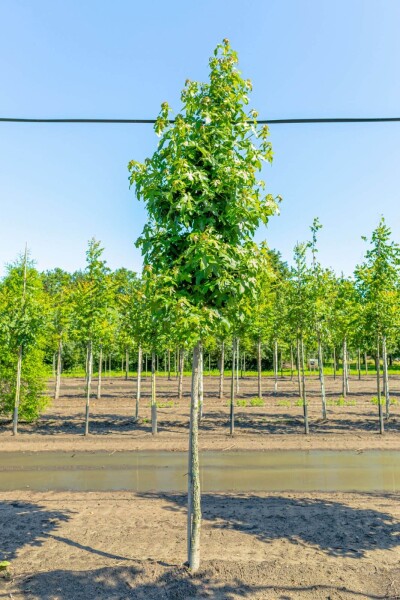 Liquidambar styraciflua hoogstam 8/10