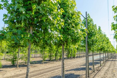 Liquidambar styraciflua hoogstam