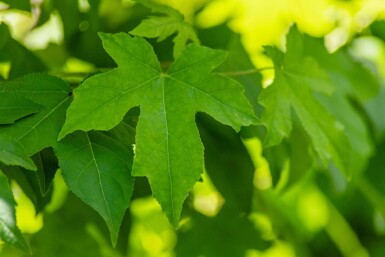 Liquidambar styraciflua hoogstam 8/10