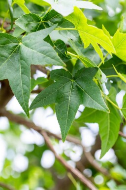 Liquidambar styraciflua hoogstam 8/10