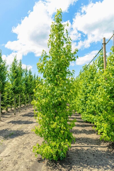 Liquidambar styraciflua beveerd 8/10