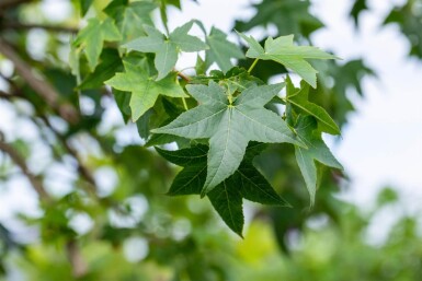 Liquidambar styraciflua beveerd 8/10