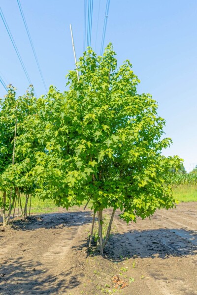 Liquidambar styraciflua meerstammig 200-250