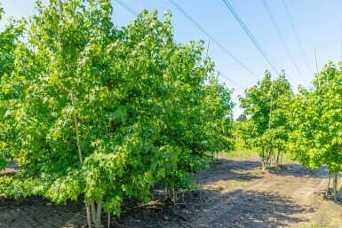 Liquidambar styraciflua meerstammig