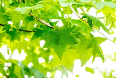 Liquidambar styraciflua meerstammig 200-250