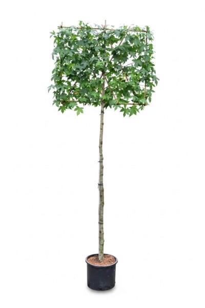 Liquidambar styraciflua leiboom 10/12 150cm stam 150b x 120h