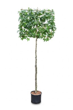Liquidambar styraciflua leiboom 10/12 150cm stam 150b x 120h
