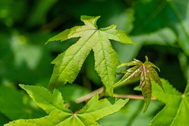 Liquidambar styraciflua leiboom 10/12 150cm stam 150b x 120h