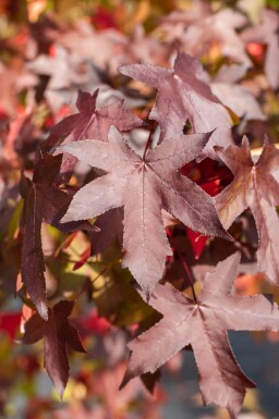 Liquidambar styraciflua leiboom 10/12 150cm stam 150b x 120h