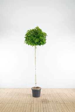 Liquidambar styraciflua 'Gum Ball' bolvorm