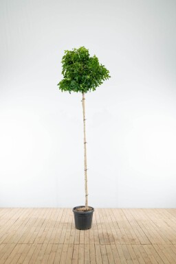 Liquidambar styraciflua 'Gum Ball' bolvorm 10/12 180cm stam