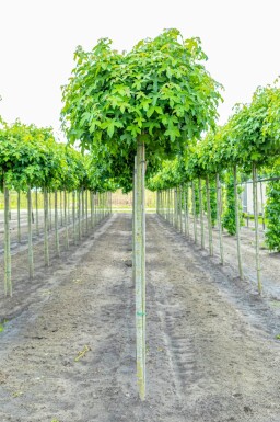 Liquidambar styraciflua 'Gum Ball' bolvorm 10/12 180cm stam